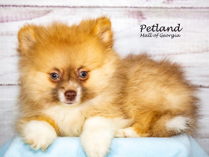PomeranianDogMaleChocolate / Tan3897986Petland Mall of