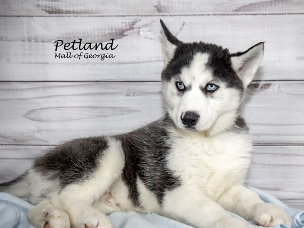 Siberian Husky Dog Male Black / White 8342 Petland Mall of Georgia