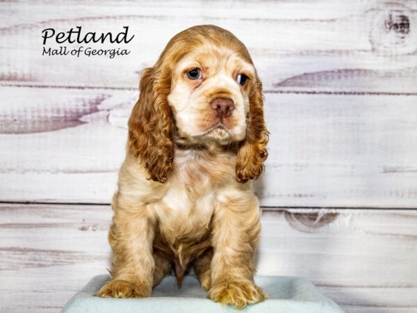 Cocker Spaniel-Dog-Male-Brown-8336-Petland Mall of Georgia