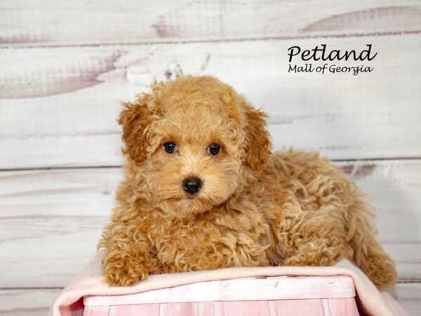 Bichonpoo-Dog-Female-Apricot-8392-Petland Mall of Georgia