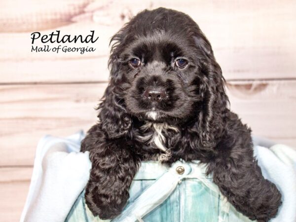 Cocker Spaniel Dog Male Black 8396 Petland Mall of Georgia