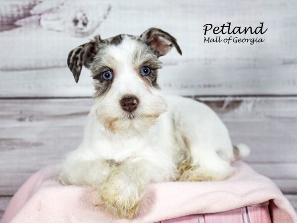 Miniature Schnauzer Dog Female White / Black 8406 Petland Mall of Georgia