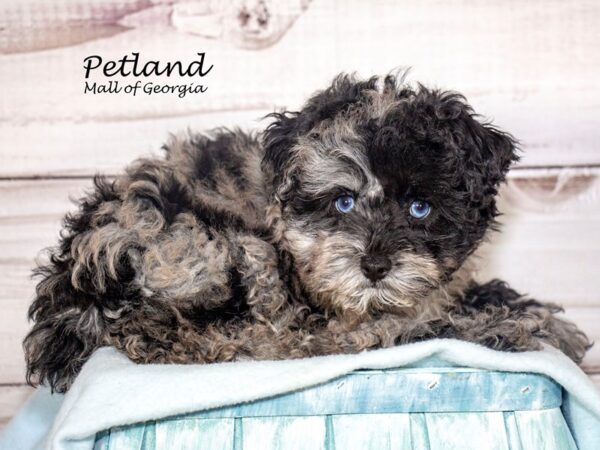 Miniature Schnoodle-Dog-Male-Blue Merle-8417-Petland Mall of Georgia