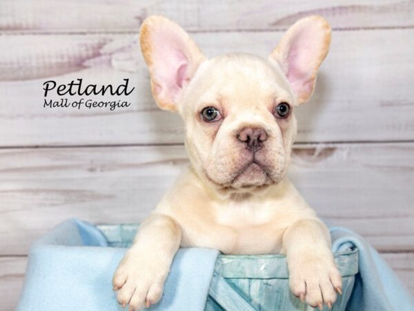 French Bulldog Dog Male Cream 8421 Petland Mall of Georgia