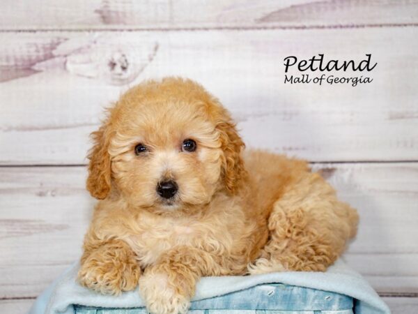 Bichonpoo-Dog-Male-Red-8438-Petland Mall of Georgia