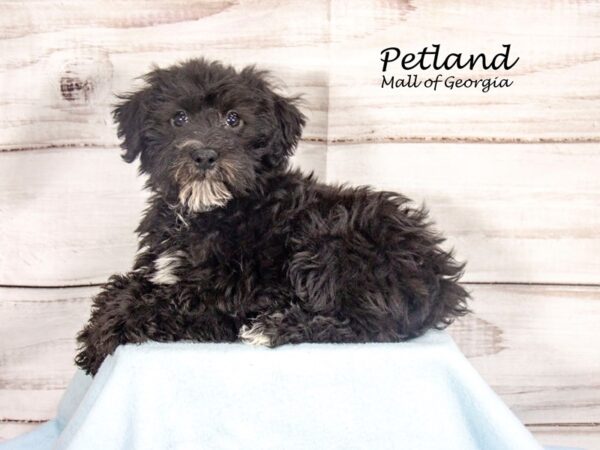 Miniature Schnoodle-Dog-Male-Black-8462-Petland Mall of Georgia