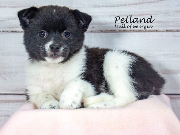 Shiba Pom-Dog-Female-Black / White-8460-Petland Mall of Georgia