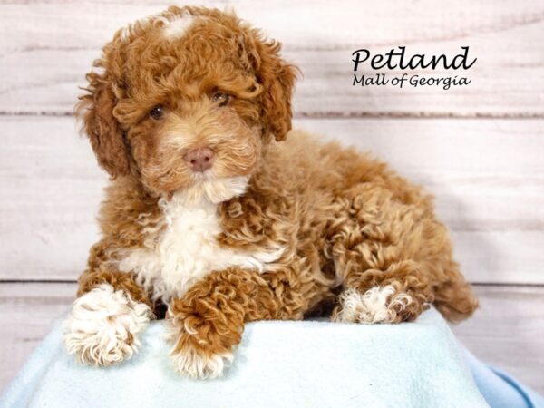 Miniature Poodle Dog Male Apricot 8450 Petland Mall of Georgia