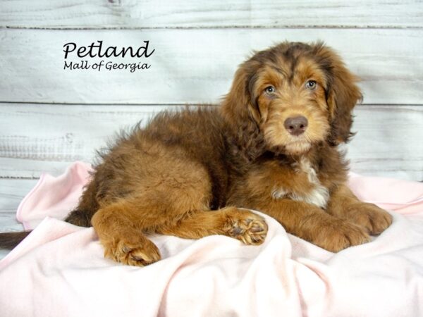 Newfiepoo-Dog-Female-Chocolate-8448-Petland Mall of Georgia