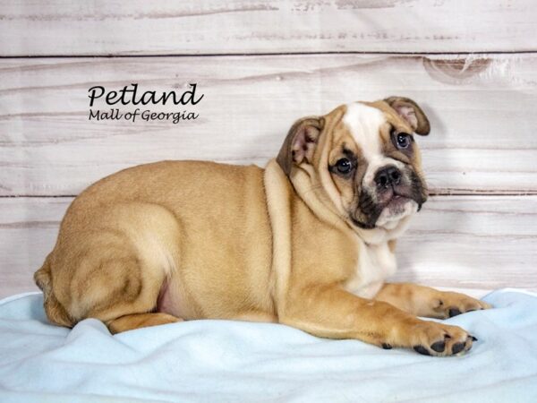 English Boston Bulldog-Dog-Male-Fawn / White-8484-Petland Mall of Georgia