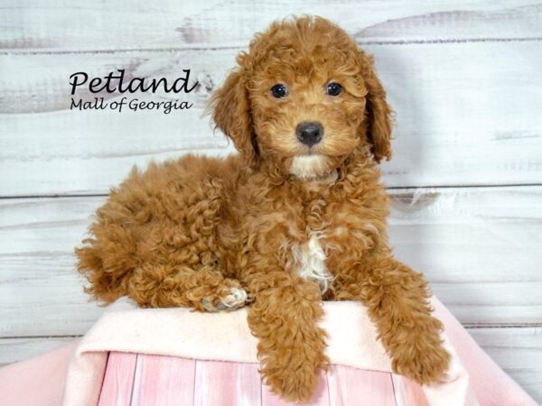 Miniature Poodle Dog Female Red 8506 Petland Mall of Georgia