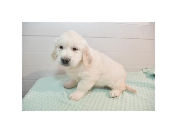 Golden Retriever Dog Male Light Golden 8516 Petland Mall of Georgia