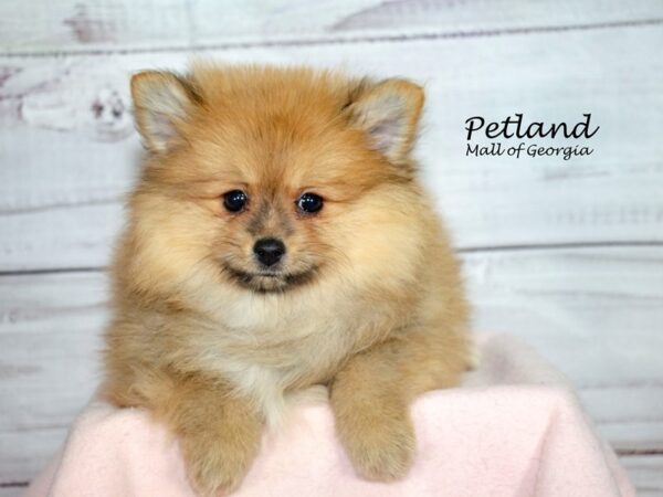 Pomeranian Dog Female Red Sable 8548 Petland Mall of Georgia