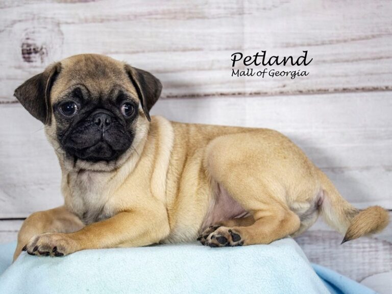 PugDOGMaleFawn2928599Petland Mall of