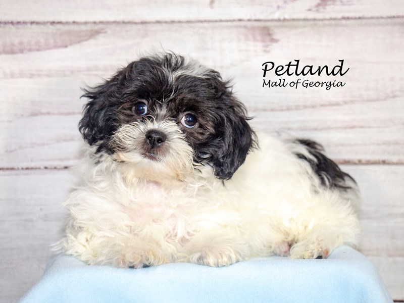 teddy bear dogs for sale