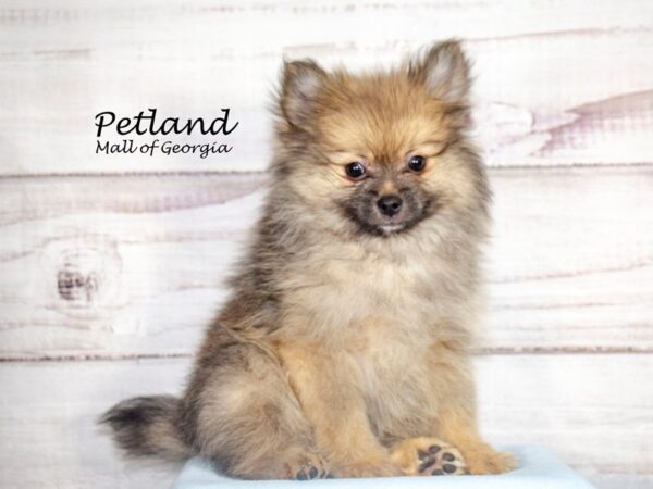 Pomeranian Dog Male Wolf Sable 8609 Petland Mall of Georgia