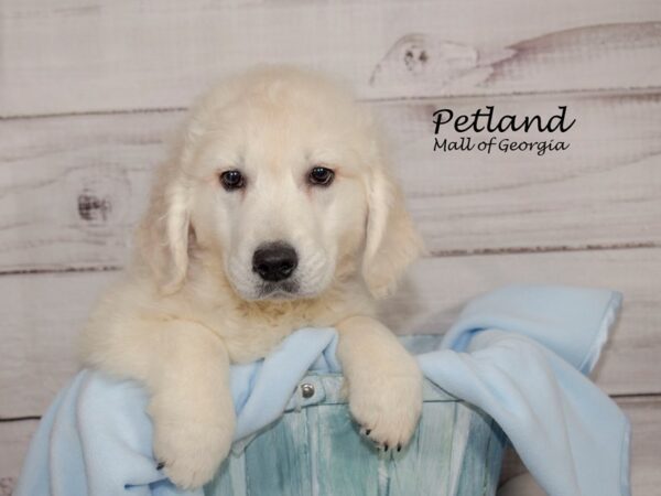 Golden Retriever Dog Male Cream 8615 Petland Mall of Georgia