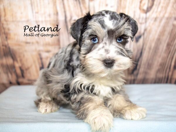 Miniature Schnauzer Dog Male Blue Merle 8626 Petland Mall of Georgia