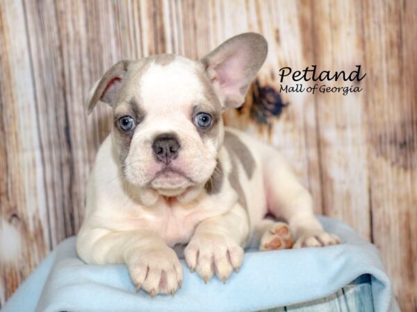 French Bulldog Dog Male Pbld 8661 Petland Mall of Georgia