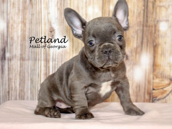 French Bulldog Dog Female Blue 8702 Petland Mall of Georgia