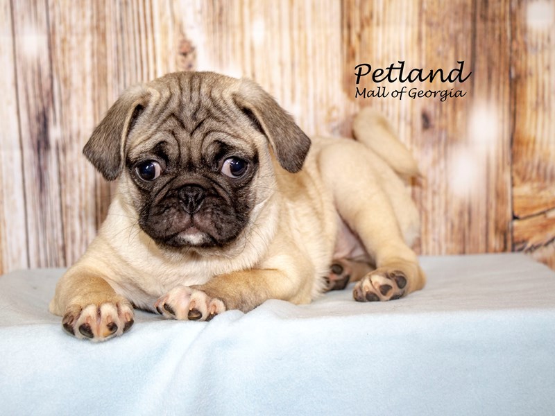PugDOGMaleFawn2928599Petland Mall of
