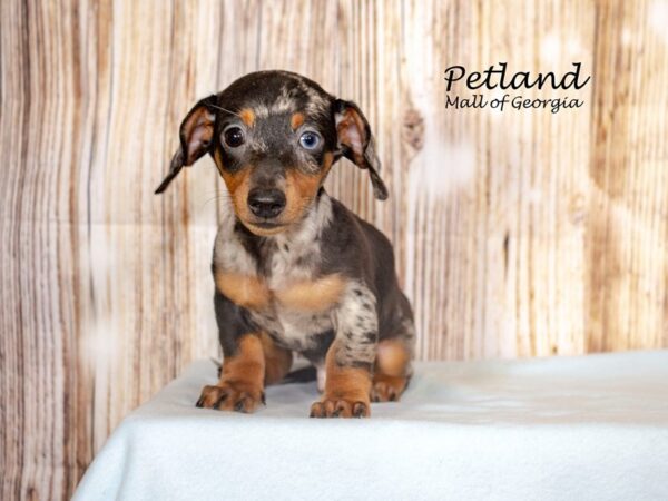 Dachshund Dog Male Silver Dapple 8685 Petland Mall of Georgia