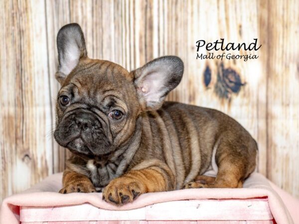 French Bulldog Dog Female Fawn 8658 Petland Mall of Georgia