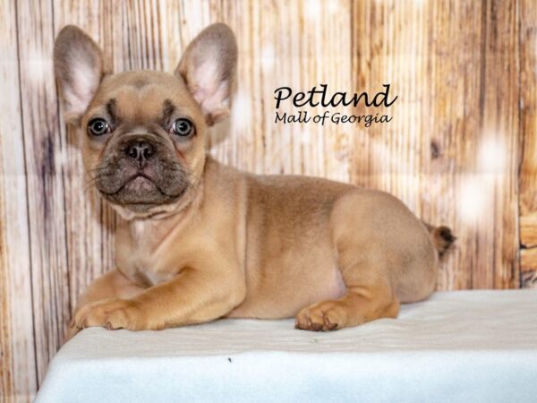 French Bulldog Dog Male Blue Fawn 8699 Petland Mall of Georgia