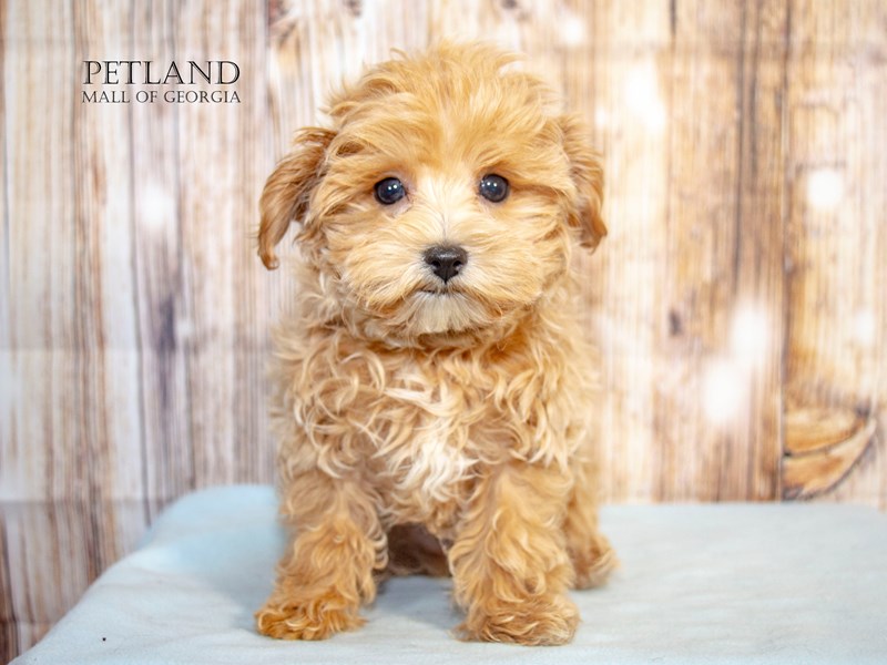 Maltipoo Puppies Petland Mall of