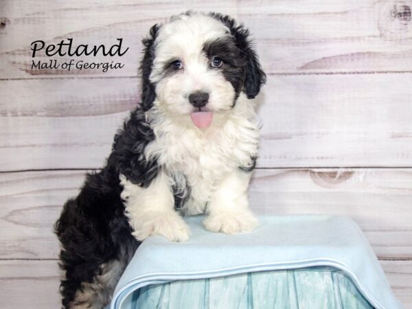 [#8532] Black / White Male Aussiechon Puppies For Sale