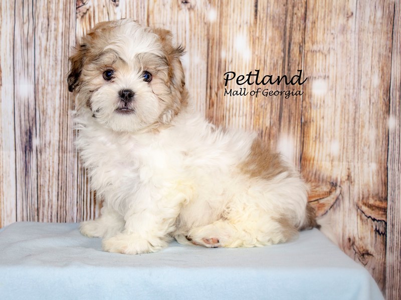 Shih Tzu - 8722 Image #1