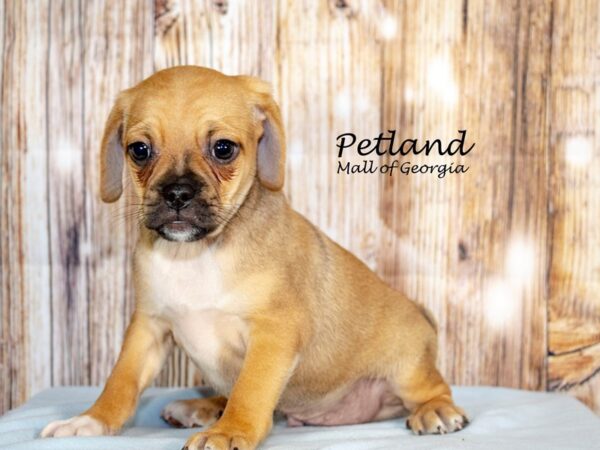 [#8705] Fawn Male Puggle Puppies For Sale