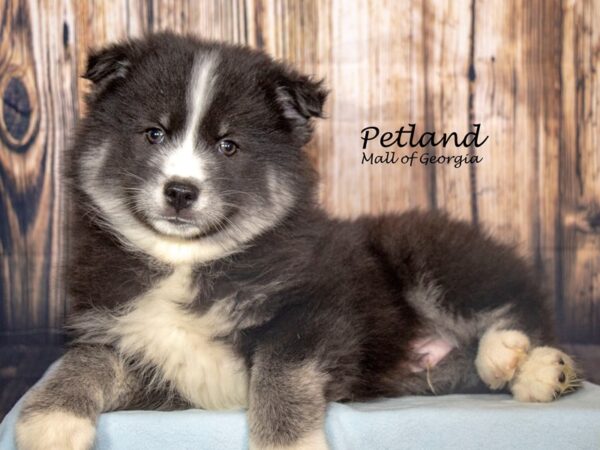 [#8729] Tan / White Male Huskimo Puppies For Sale