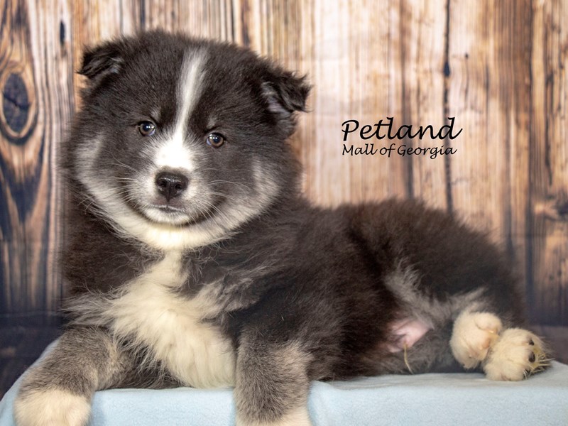 Huskimo - 8729 Image #1