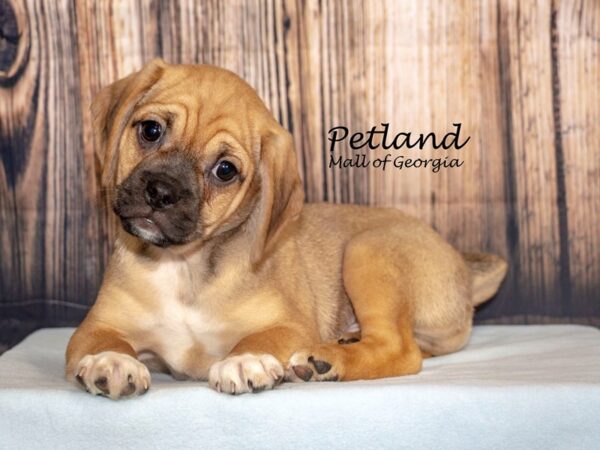 [#8730] Fawn Male Puggle Puppies For Sale