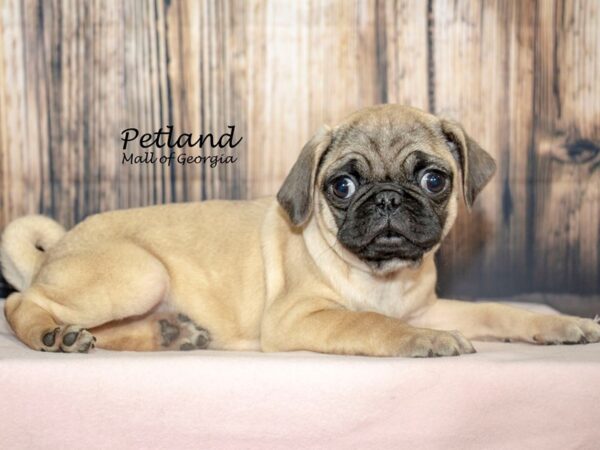 [#8732] Fawn Female Pug Puppies For Sale
