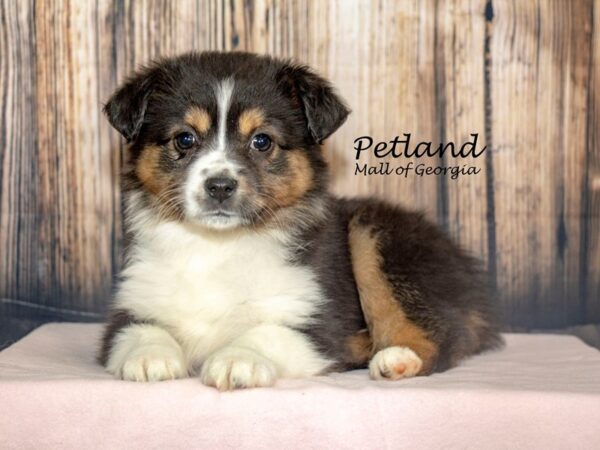 [#8736] Black Female Miniature Australian Shepherd Puppies For Sale