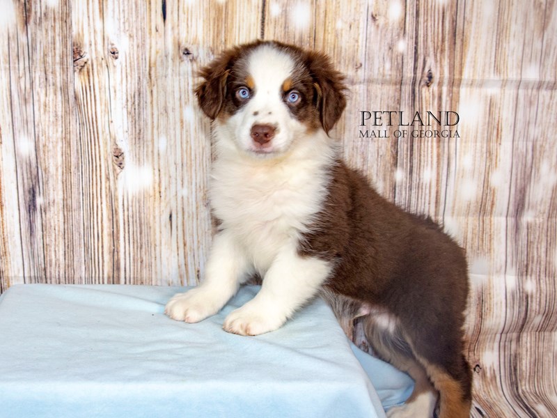 Australian Shepherd - 8775 Image #1