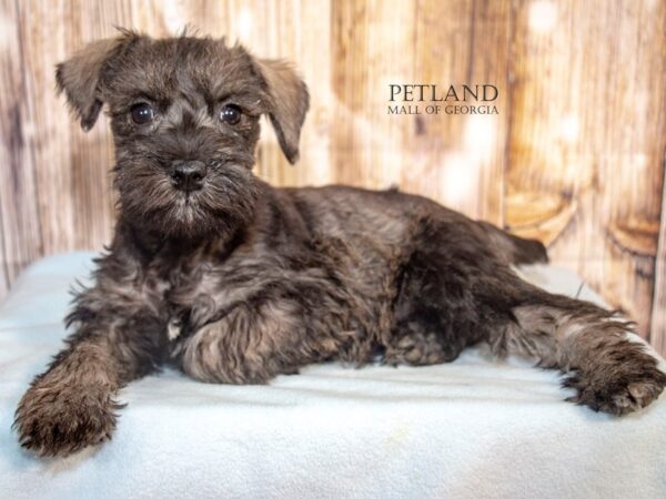 [#8782] Salt / Pepper Male Miniature Schnauzer Puppies For Sale