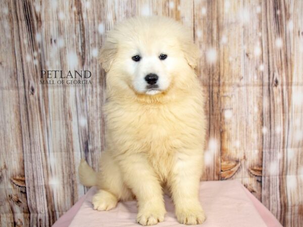 Golden Sammy Dog Female Light Golden 8776 Petland Mall of Georgia