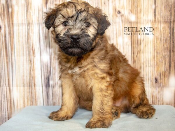 [#8803] Wheaten Male Soft Coated Wheaten Terrier Puppies For Sale