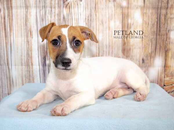 [#8821] Tan / White Male Jack Russell Terrier Puppies For Sale
