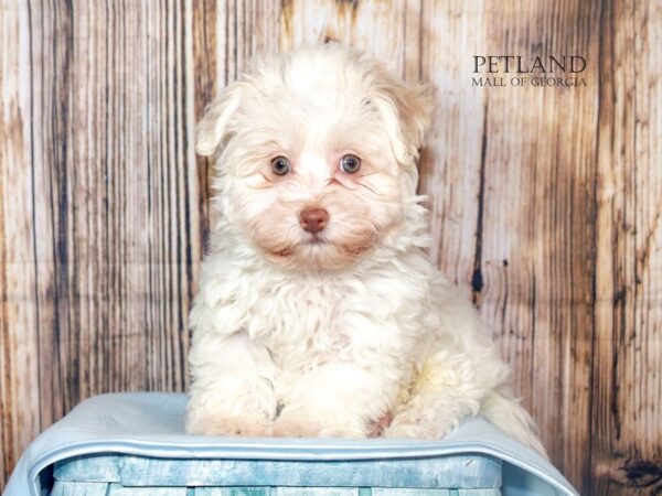 [#8862] Cream Male Havanese Puppies For Sale