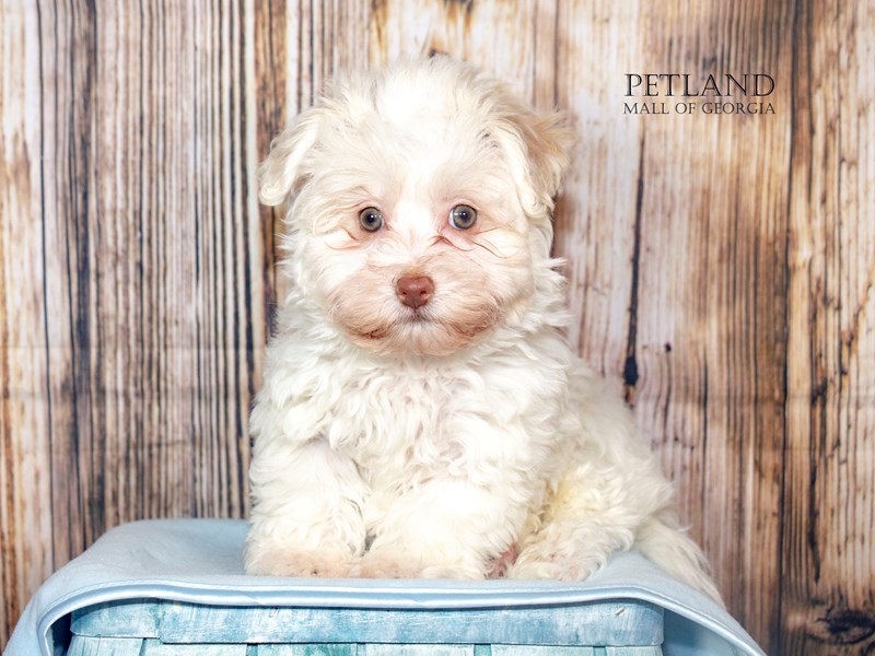 Havanese - 8862 Image #1