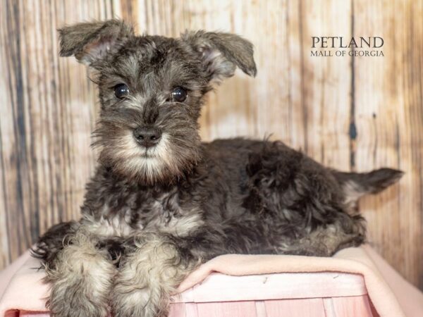 [#8867] Salt / Pepper Female Miniature Schnauzer Puppies For Sale