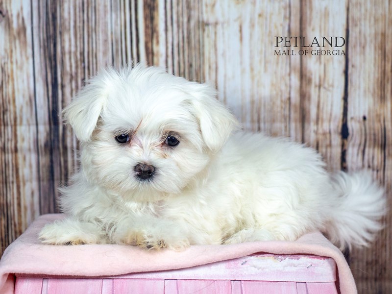 Maltese - 8853 Image #1