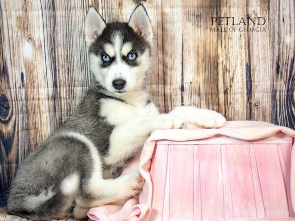 [#8850] Black / White Female Siberian Husky Puppies For Sale