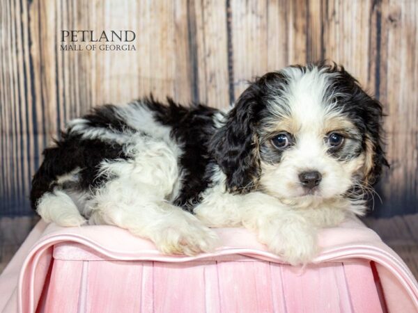 [#8876] Tri-Colored Female Cavachon Puppies For Sale