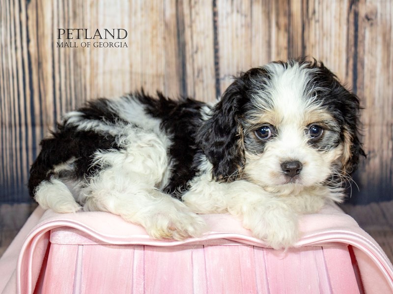 Cavachon - 8876 Image #1