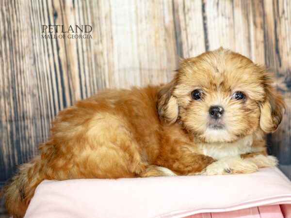 [#8873] Brown / White Female Shih Tzu Puppies For Sale